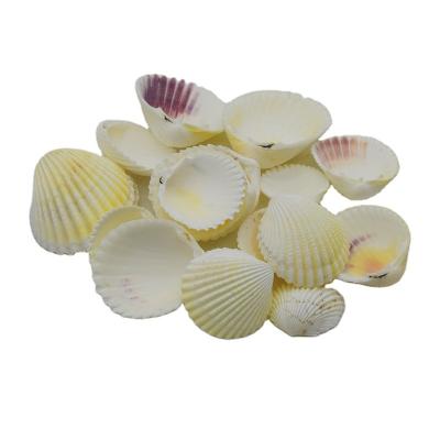 China China Aquarium Decoration Beach Shell All Natural Natural Shell for sale