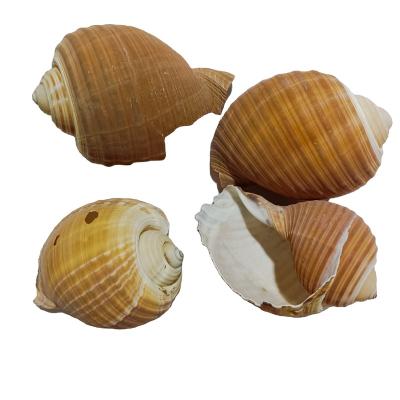 China China's natural small and medium-sized strange sea conch shell rotating home decoration opens the shell for sale