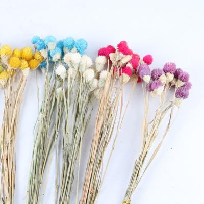 China Wedding Party Shop Decoration Home Hot Sale Dried Flower Christmas Strawberry Flower Decorative Gomphrena for sale