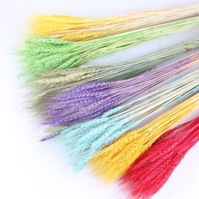 China Natural Multi-color Wheat Ear Flower Primary Color Primary Color Wheat Ear Wedding Decoration Factory Guarantee Trade Wheat Ear Wedding Decoration for sale