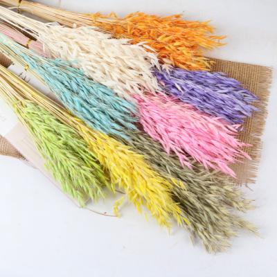 China 45-60cm Wholesale Natural Dry Bleached Oats Home Store Decorative Real Dried Flower Bouquet Preserved Wild Oats For Sale for sale