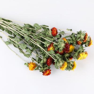 China Hot Selling Real Long Storage Time Amazon Balance Flowers Everlasting Daisy Preserved Durable Dry Strawflower Real Long For Wedding Decorations for sale