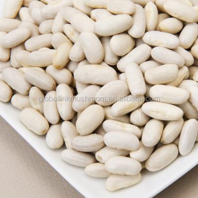 China High quality dry Egyptian white kidney bean for sale