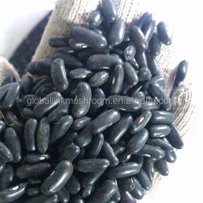 China Dried black beans dried bush bean pulses for sale