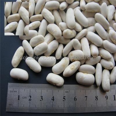 China Dry 2018 kidney bean white raw beans for sale