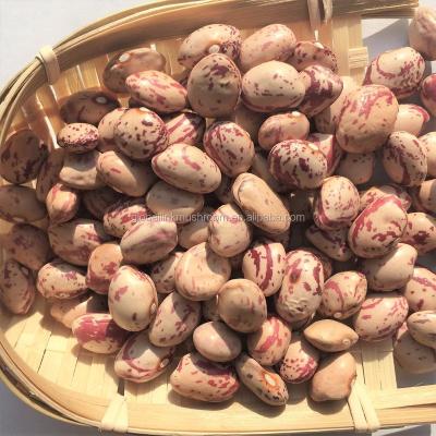 China New Grow Light Dwarf Bean Dry Spotted American Round for sale