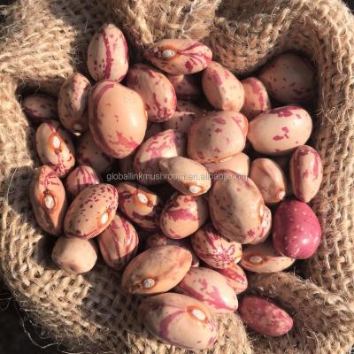 China New culture dry light spotted dwarf beans Xinjiang round for sale