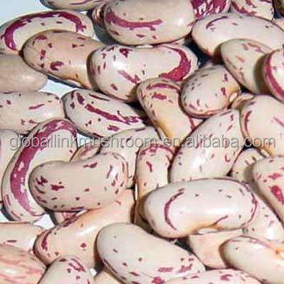 China New Dried Crop Export To Yemen Long Shape Kidney Light Spotted Pinto Beans for sale