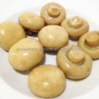 China New Whole Fresh Culture Canned Mushroom for sale