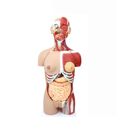 China Durable 85cm Human Anatomical Model, 29 Parts Anatomy Demonstration Model for sale