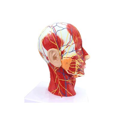 China Durable High Quality Half Anatomical Human Head Model With Vessels For Medical Teaching Anatomy Model for sale