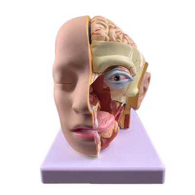 China Advanced Human Anatomical Master Model With Face And Brain Anatomy In goods 4 parts for sale