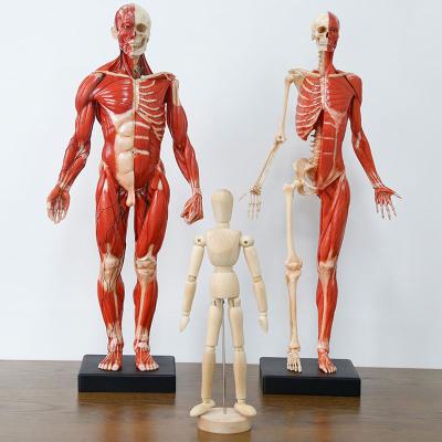 China Highest Quality Chengying Highest Quality Human Art Skeleton Model of Musculus Anatomy for 60cm Medical and Painting for sale