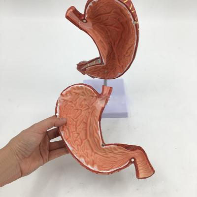 China Digestive System Model Pvc Two Parts Durable Human Anatomy Stomach Illustrative Model for sale