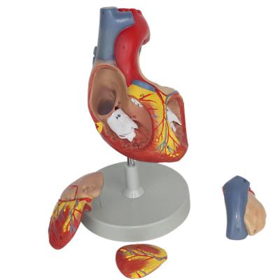 China Durable Anatomical Human Model Visceral Model of Heart 2 Times for sale