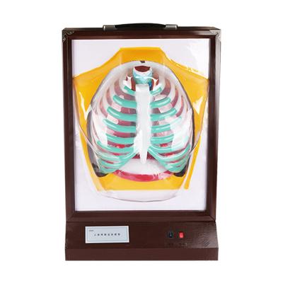 China Durable Electrical Human Respiratory Movement Model Human Respiratory Apparatus Model for sale