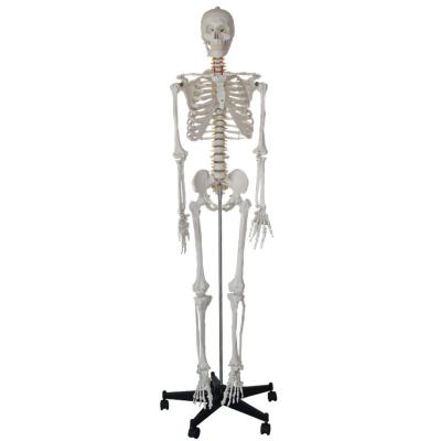 China Durable Human Skeleton Model, 170cm Normal Educational Model, Anatomical Model for sale