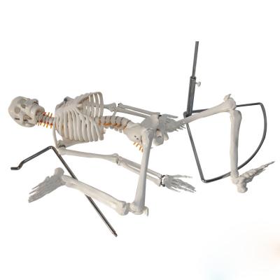 China Durable Standard Skeletal Stem Mount Anatomical Human Skeleton Model 170cm Life Size for sale