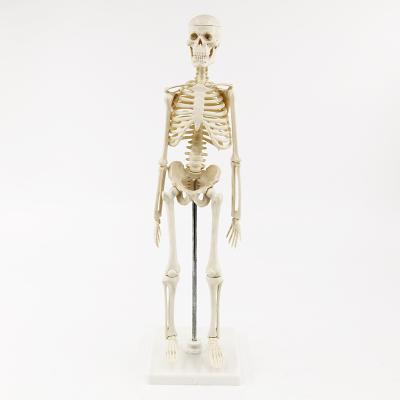 China Real Teaching High Quality Plastic Medical Teaching Human Skeleton Model for sale