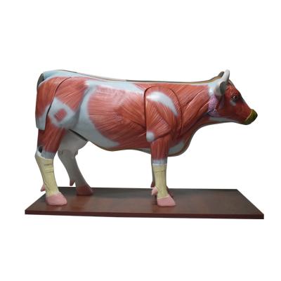 China Durable Animal Anatomical Model Simulated Cattle Dissection Model for sale