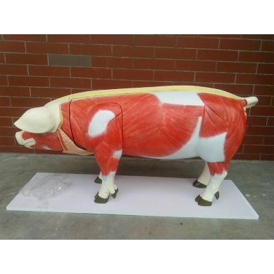 China Durable Animal Anatomical Model Simulated Pig Dissection Model 17 Parts for sale