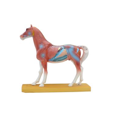 China Durable Biology Horse Acupuncture Model For Medical Teaching for sale