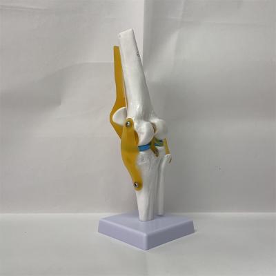 China Durable Anatomical Muscle Human Skeleton Knee Joint Model With Ligament for sale