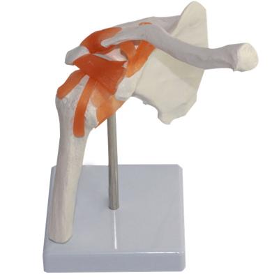 China Durable Life Size Human Shoulder Joint Model with Ligaments for sale