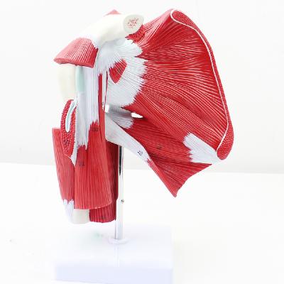 China Anatomical Teaching Models Teaching Model Life Size Muscled Shoulder Joint Model Medical Anatomy Muscle Model for sale