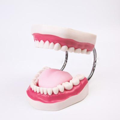 China Durable plastic typodont dental model practicing dental teeth teaching model for sale