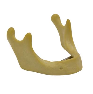 China Durable Dental Model Teeth Dental Implant Jaw Model Implant Lower Jaw Model Jaws for sale