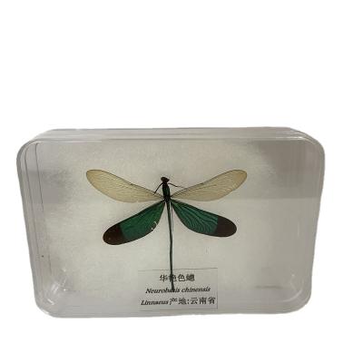 China Education Insect Dragonfly Animal Specimen For Specimen Science Classroom for sale