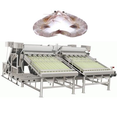 China Meat Processing Plants High Accuracy Shrimp Sorting Washing Separating Machine Stainless Steel Rollers Automatic Shrimp Grading Machine for sale