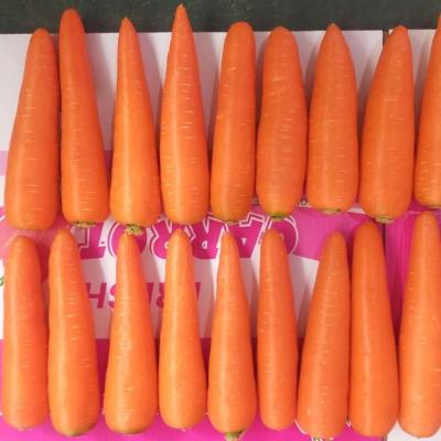 China Fresh carrots S M L XL XXL Shandong fresh crop of new for sale