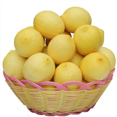 China Fresh Natural Hot Selling Delicious Fresh Lemons In Bulk With Low Bulk Wholesale Price Fruit The Fresh Lemon for sale