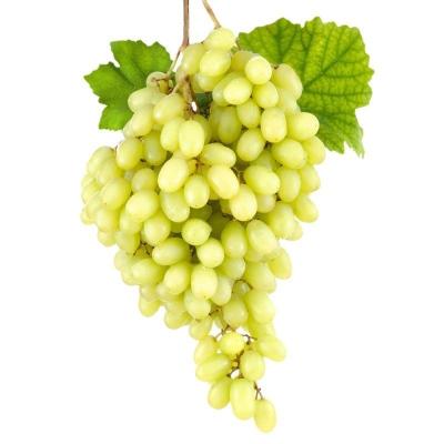 China High Burst Sweet Fresh Natural Seedless Green Grapes Muscat Grapes With Rich Vitamins Produced in China for sale