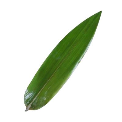 China Used For Sushi Making Natural Green Sushi Vacuum Packed Bamboo Leaves Food Decoration Fresh Leaves for sale