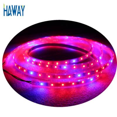 China Seed Starting Hot Selling IP65 Greenhouse Seedling Indoor Plant Lamp DC 12V 24V 2R 1B LED Hydroponic Strip Grow Lights for sale