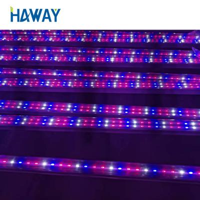 China Seed starting IP65 T8 integrated 4ft 5ft led hydroponic plant light homemade 2R 1B 1W led grow light t8 plant tube light for indoor plants for sale