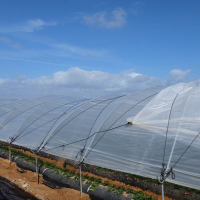 China For Greenhouse Covering Anti Greenhouse LDPE 200micron Plastic UV Sheet Tunnel Plastic Greenhouse Film Agriculture for sale