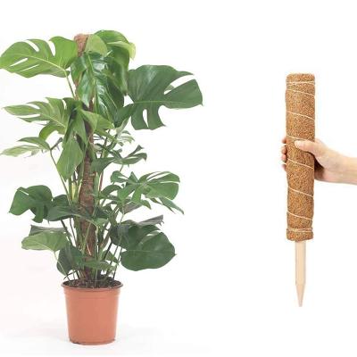 China Light Weight 30cm 12Inch Moss Poles Decorative Plant Sticks Set Indoor Coconut Poles Extendab Coconut Tree Stick Support Support for sale