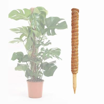 China Amazon Selling Jiangsu Plant Supplier Example 60cm Palm Light Warm Free Garden Climbing Coir Moss Pole 24 Inch for sale