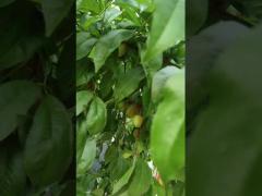 Hi Nitrogen Liquid Amino Acids Plant Fertilizer Irrigation System Support