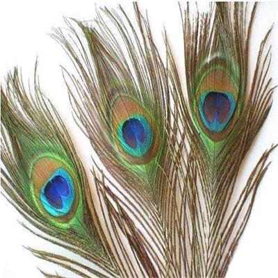 China Decoration feather spot material supply decoration feather factory good quality peacock material for sale