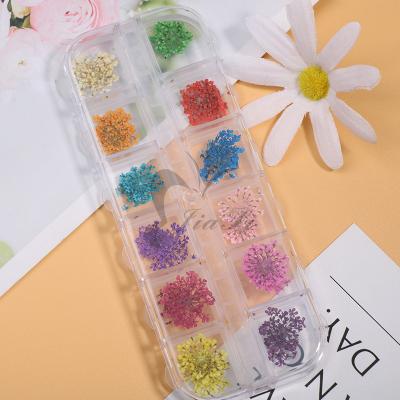 China Eco-friendly Wholesale 12colors Nature Dried Flowers Nail Art Pressed Dried Flower for sale