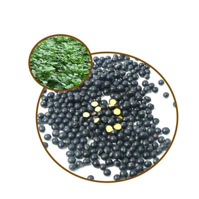 China Sec 2022 Innovative Products Export Black Kidney Beans With Factory Price for sale