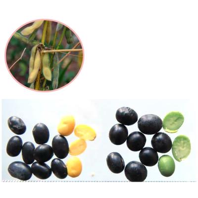 China Dried Manufacturers Export Roasted Black Beans Roasted Non Genetically Modified Green Core Black Beans for sale