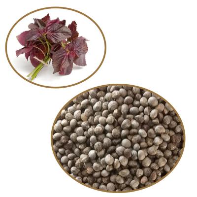 China Jilin Gray Perilla Seed, Chinese perilla oil raw material perilla leaf agricultural products for sale RXSZ-001 for sale