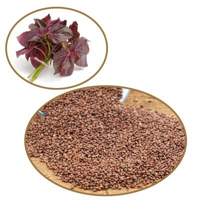 China New high oil pressing raw material coffee color perilla seed linolenic acid goods in the season factory direct sales RXSZ-001 for sale