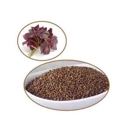 China Wholesale New Goods Perilla Seed Northwest China Perilla Seeds RXSZ-001 for sale